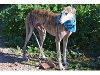 Adoptez TÉORA  - Galgo