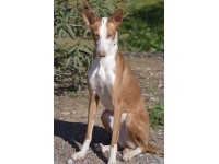 Adoptez ÉMI  - Podenco