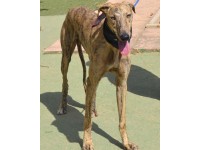 Adoptez ROX  - Galgo