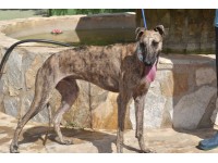 Adoptez ROUKY - Galgo