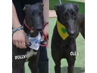 Adoptez CLÉA  - Galgo