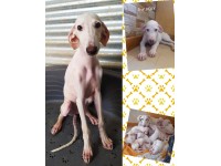 Adoptez JICKY  - Galgo